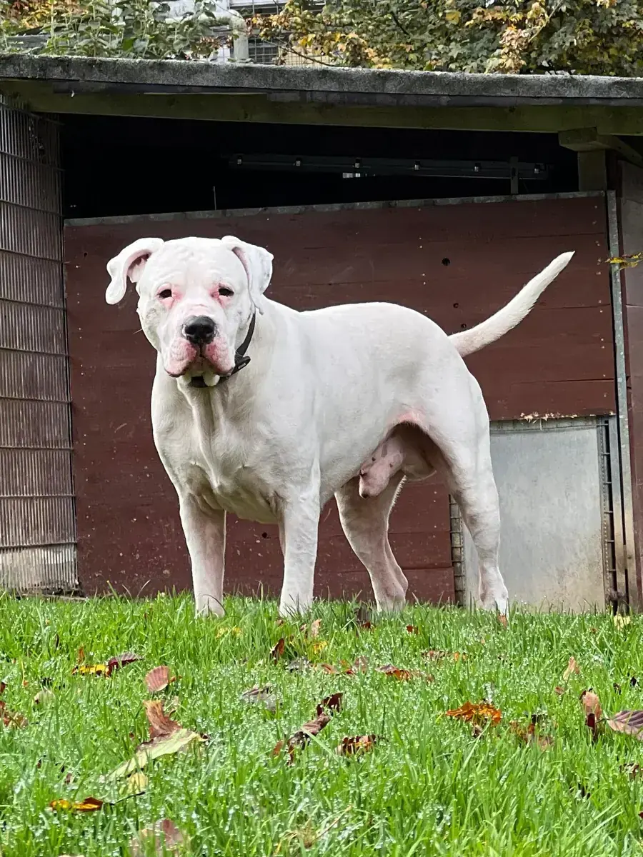 Chicco - Dogo Argentino - Bild 2