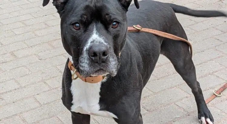 King - American Staffordshire Terrier - Bild 1