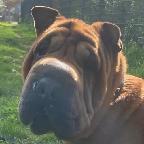 Hera -  - Bild 1