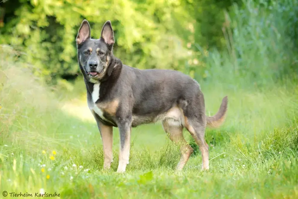Amy - Deutscher Schäferhund - Bild 2