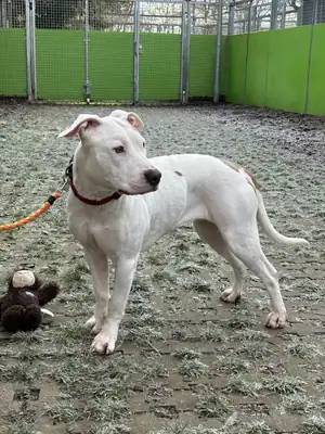 Leyla – Hund – Bild 2