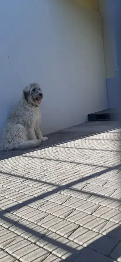 Laika -  - Bild 1