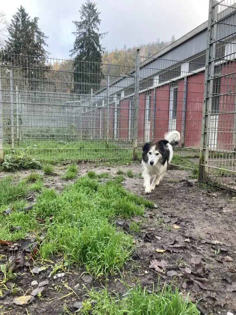 Haribo - Deutscher Schäferhund, Border Collie - Bild 4