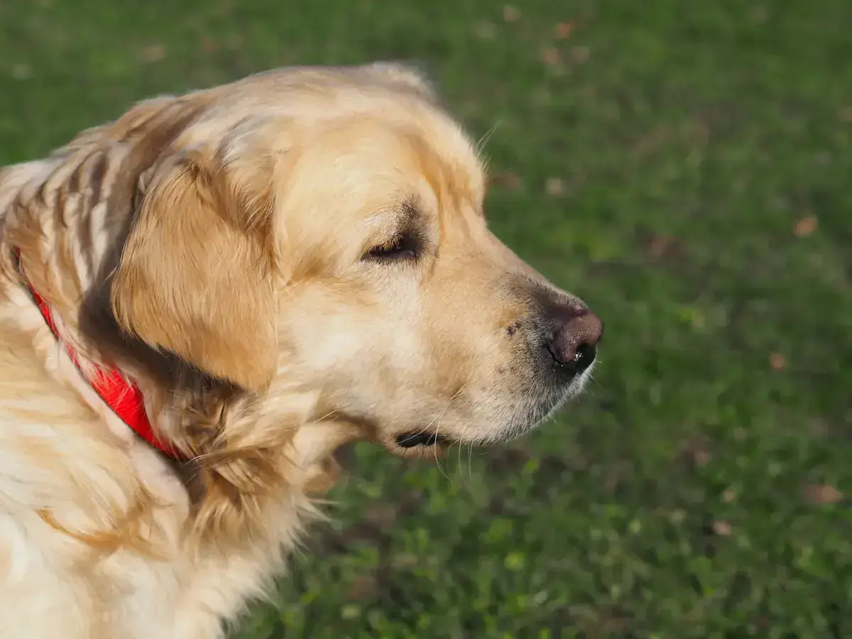 Golden Retriever Nelson
