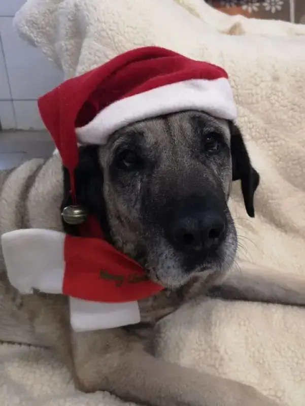 Naz - Kangal-Hirtenhund - Bild 5