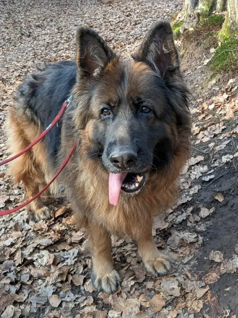 Deutscher Schäferhund Rina