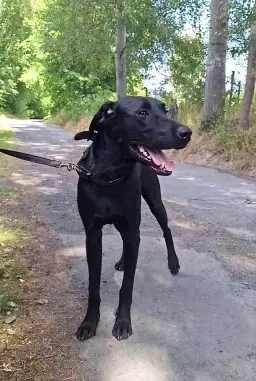 Olaf - Labrador Retriever, Dobermann - Bild 1