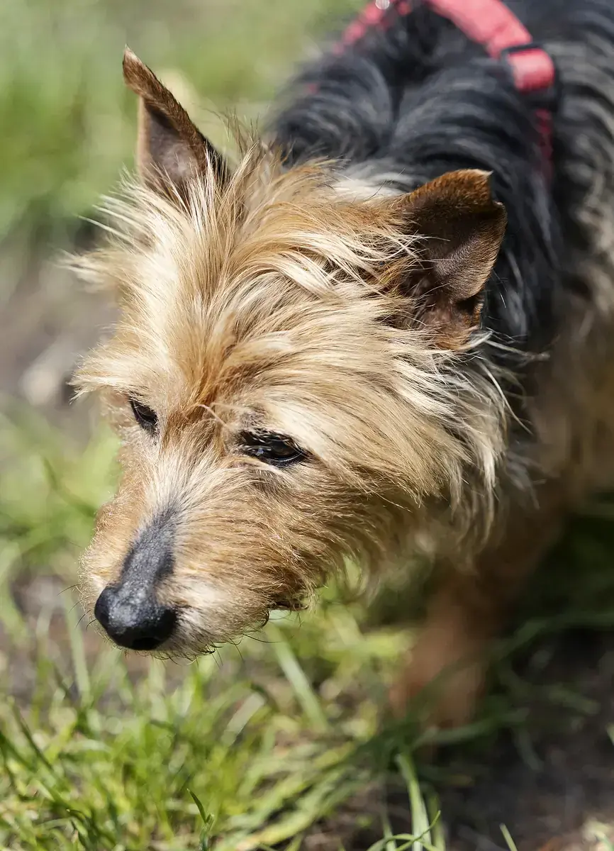Gofio -  - Bild 4