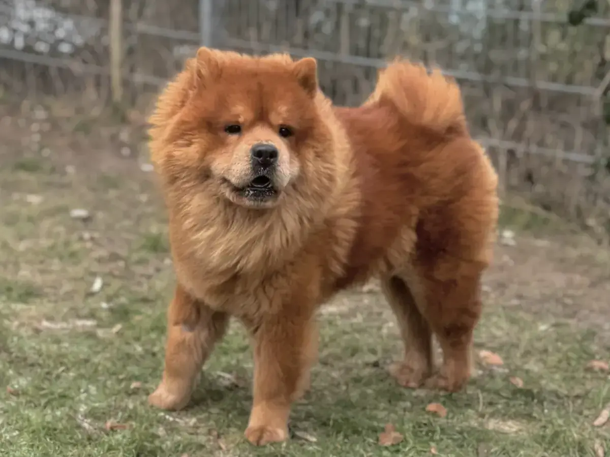 Chow-Chow Ares