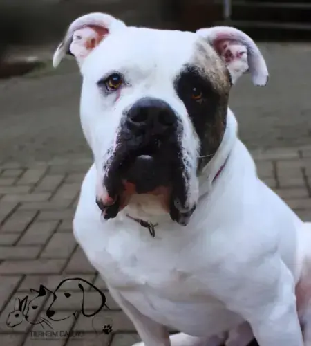 Hund Leo