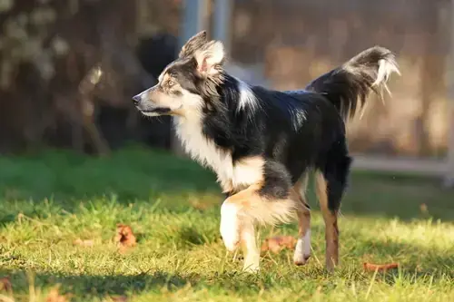 Border Collie Ben