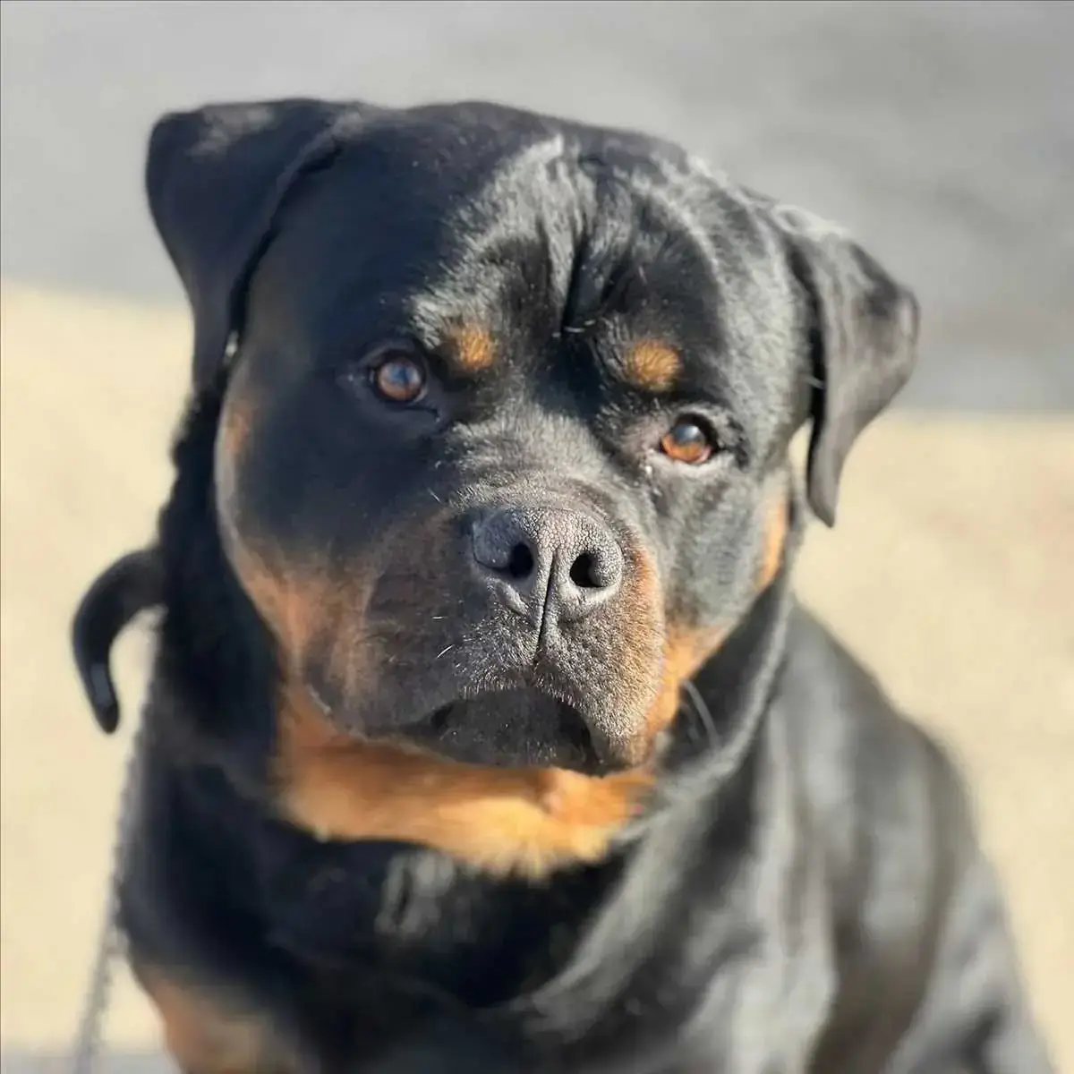Jumper - Rottweiler - Bild 2