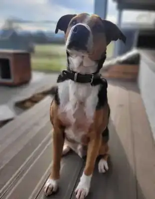 Aro – Appenzeller Sennenhund – Bild 3