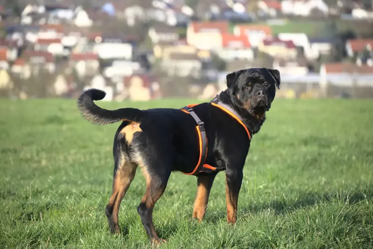 Eick - Rottweiler - Bild 4