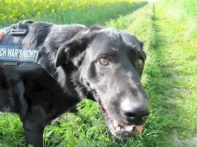Dongo – Hund – Bild 4