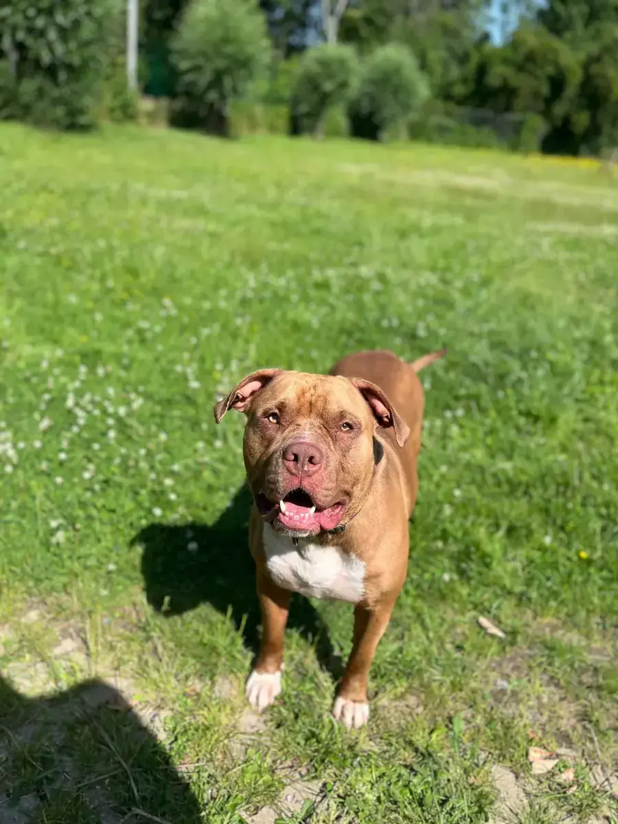 Cane Corso Italiano-Mix Chico