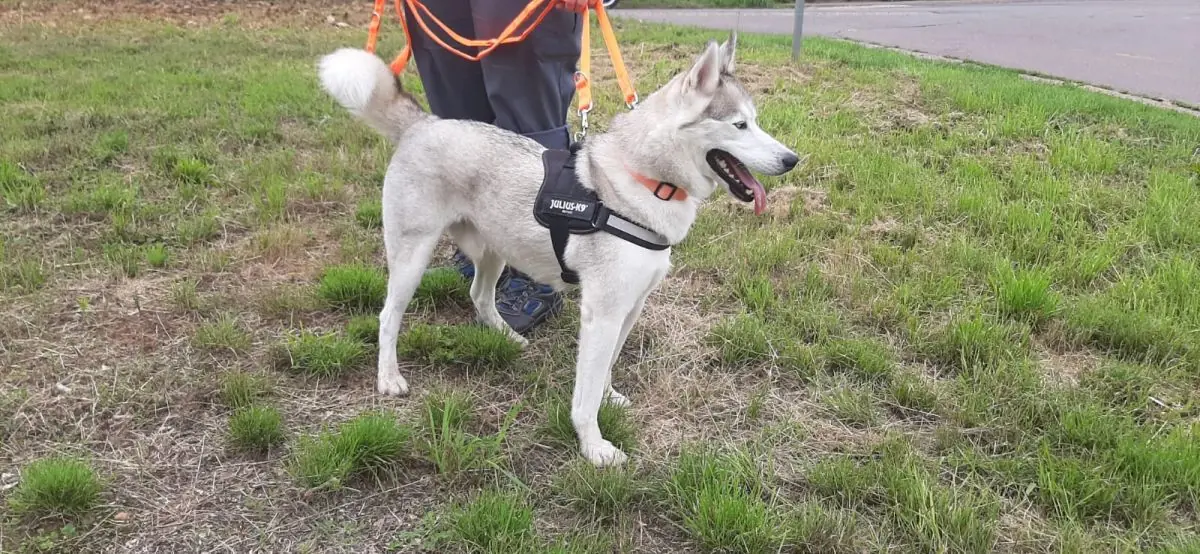Ice - Siberian Husky - Bild 7