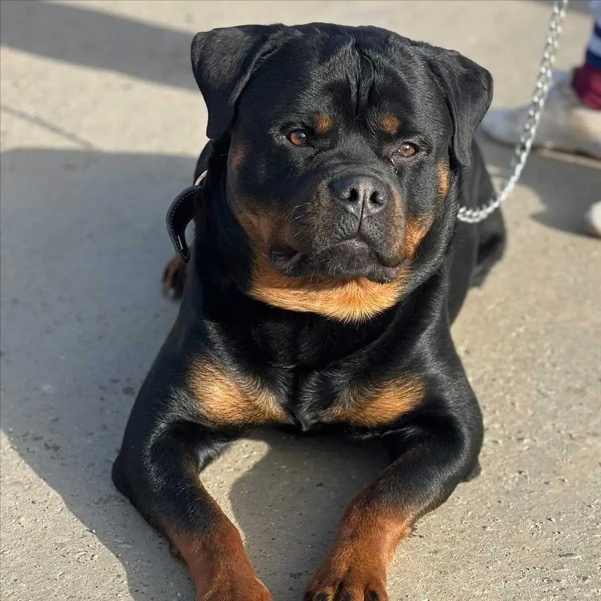 Jumper - Rottweiler - Bild 1