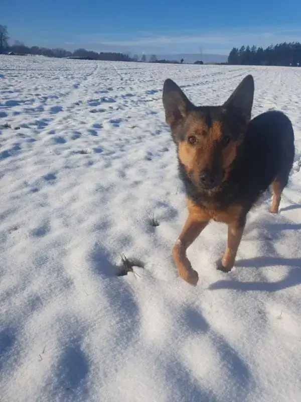 Lando -  - Bild 13