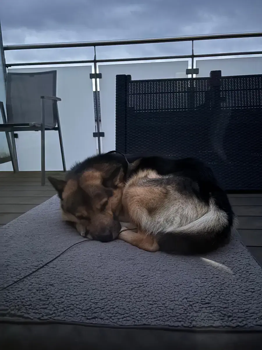Smiley - Deutscher Schäferhund - Bild 5