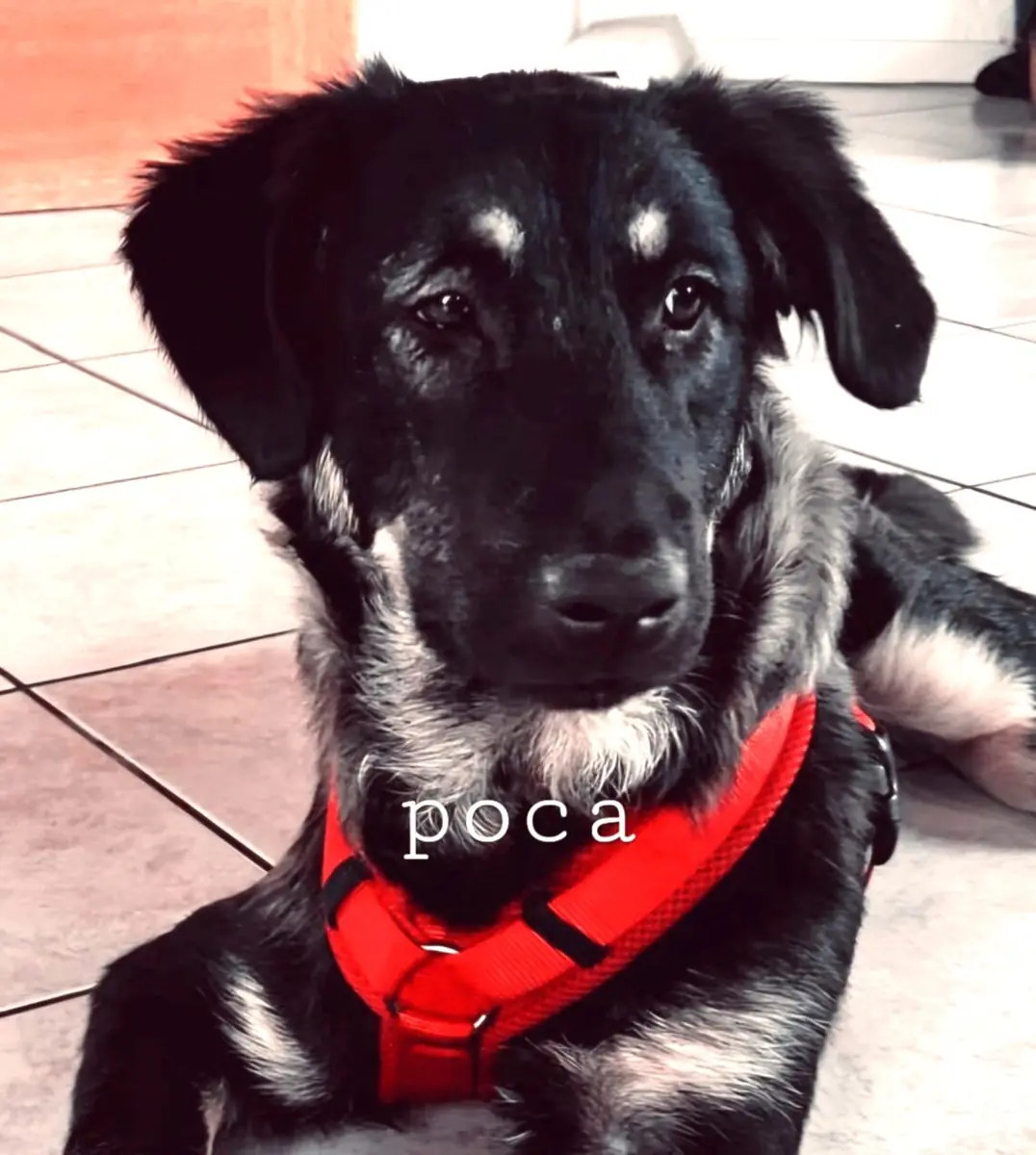 Poca -  - Bild 1