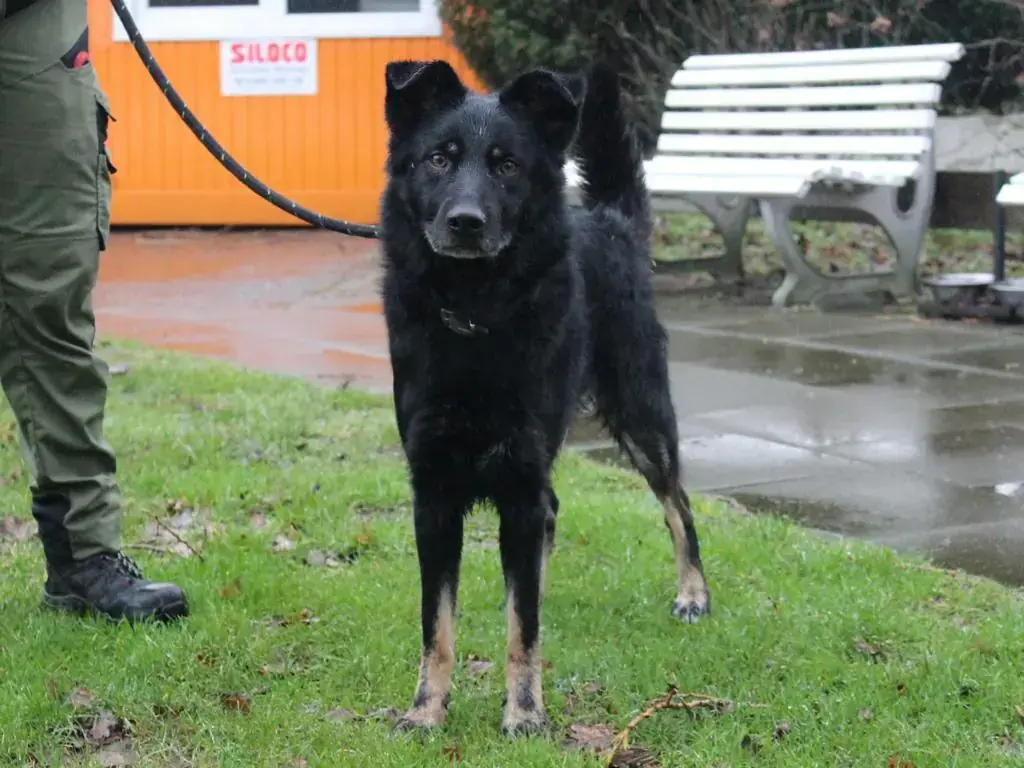 Arthus - Deutscher Schäferhund - Bild 2