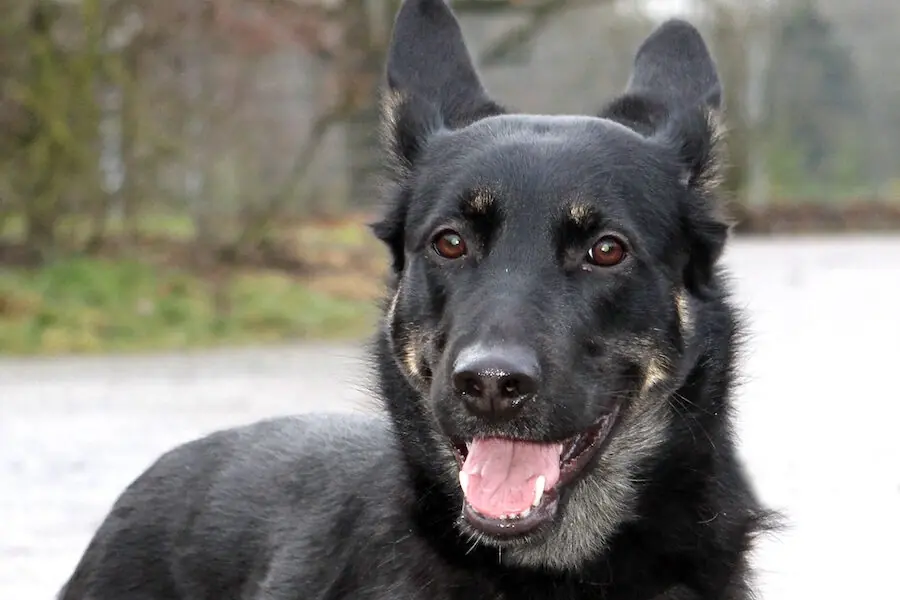 Amy - Deutscher Schäferhund - Bild 1