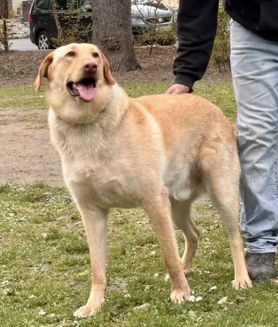 Bobby – Labrador Retriever – Bild 2