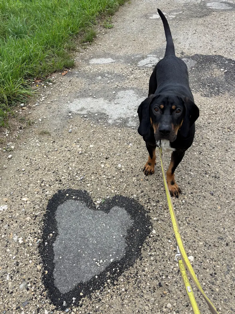 Chase -  - Bild 2