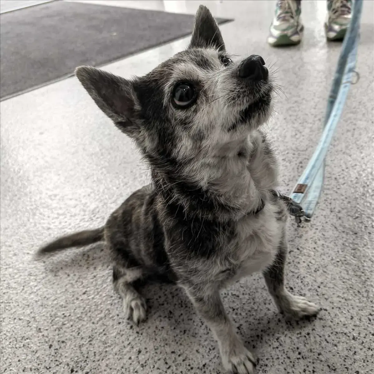 Mathilda - Chihuahua - Bild 3