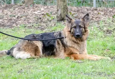 Henry – Deutscher Schäferhund – Bild 7