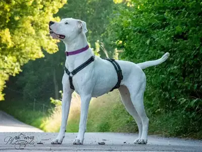 Bonny – Dogo Argentino – Bild 24