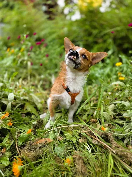 Fenry -  - Bild 4