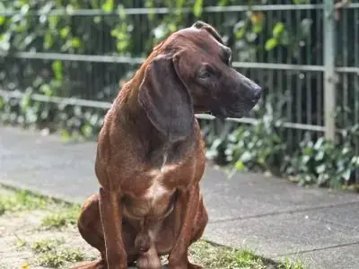 Beli - Bayerischer Gebirgsschweißhund - Bild 3