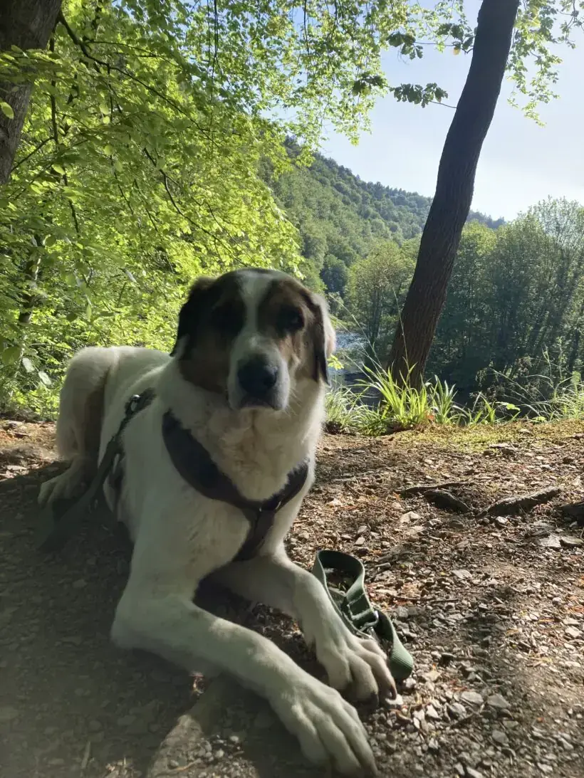 Jack -  - Bild 14