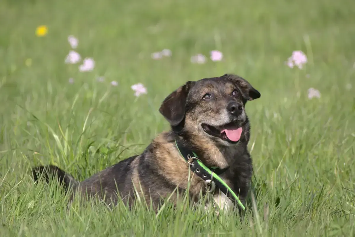 Benni - Dackel, Deutscher Schäferhund - Bild 2