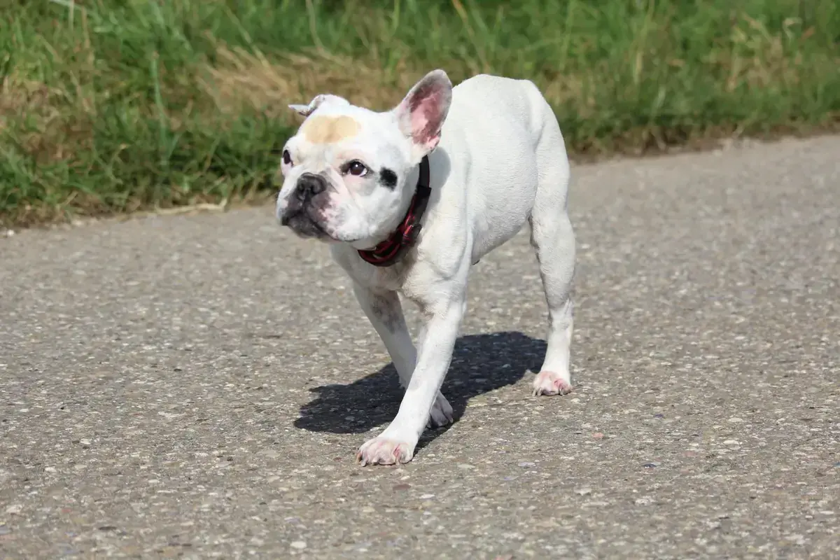Dolly - Französische Bulldogge - Bild 7