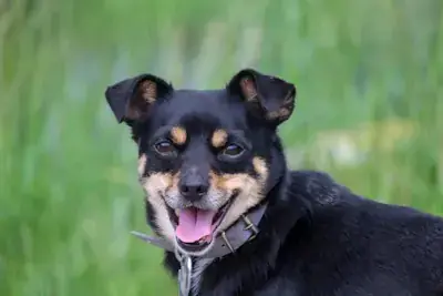 Mix Koba
