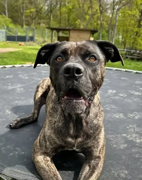 Cora - Dogo Canario - Bild 1