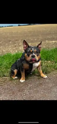 Columbia – Hund – Bild 6