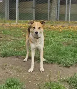 Mix Kaya