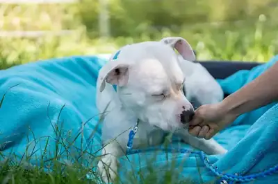 Apollo – American Staffordshire Terrier – Bild 8