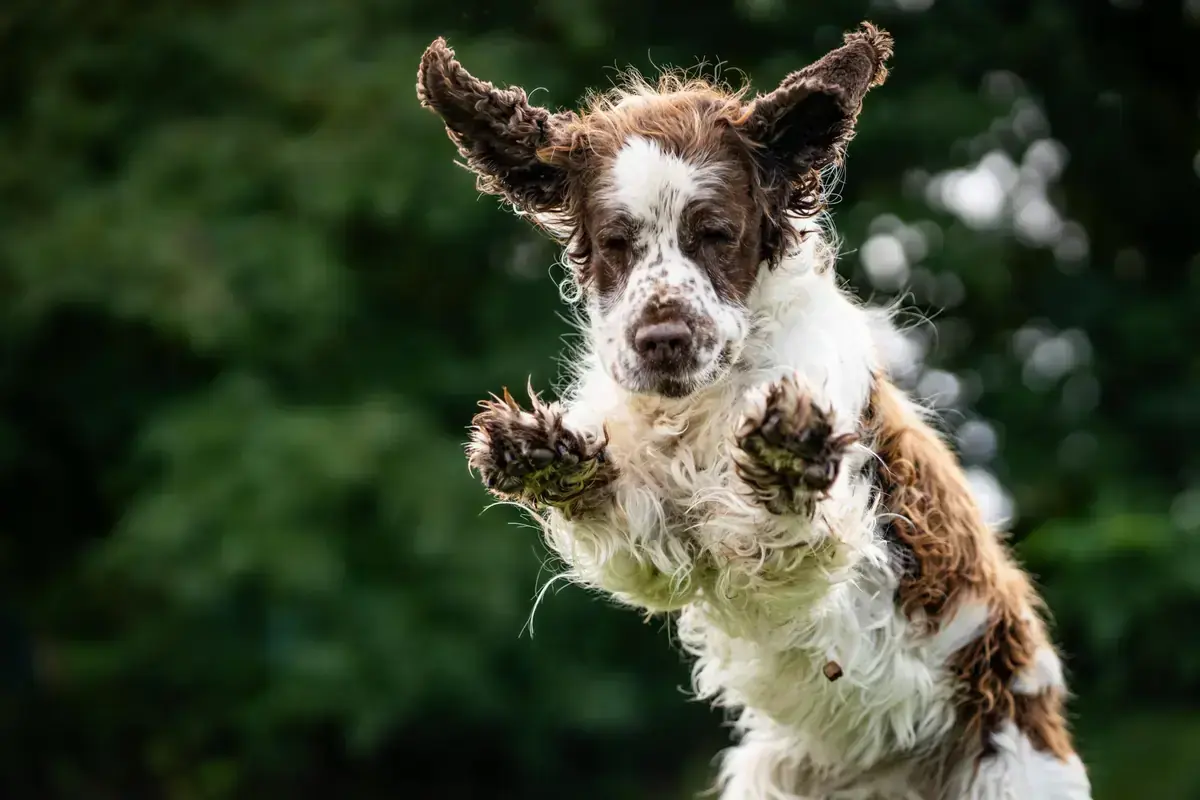 Klaus - English Springer Spaniel - Bild 3