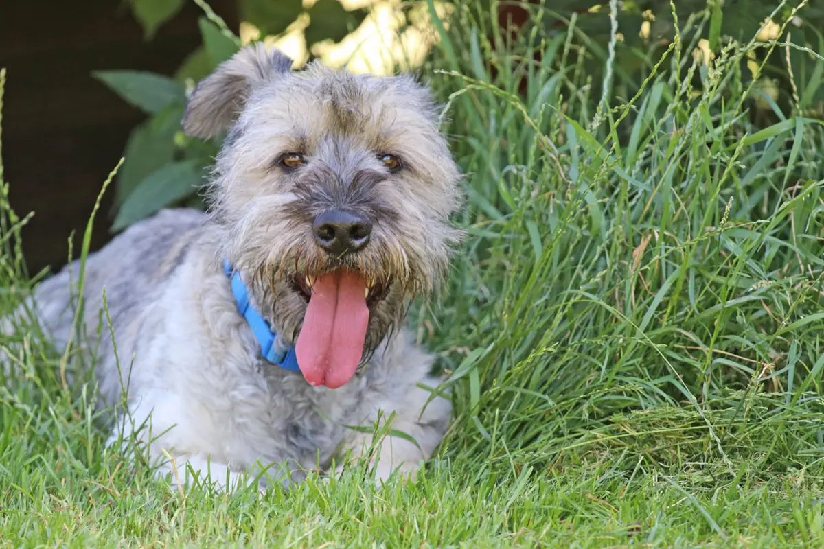 Bobby -  - Bild 13