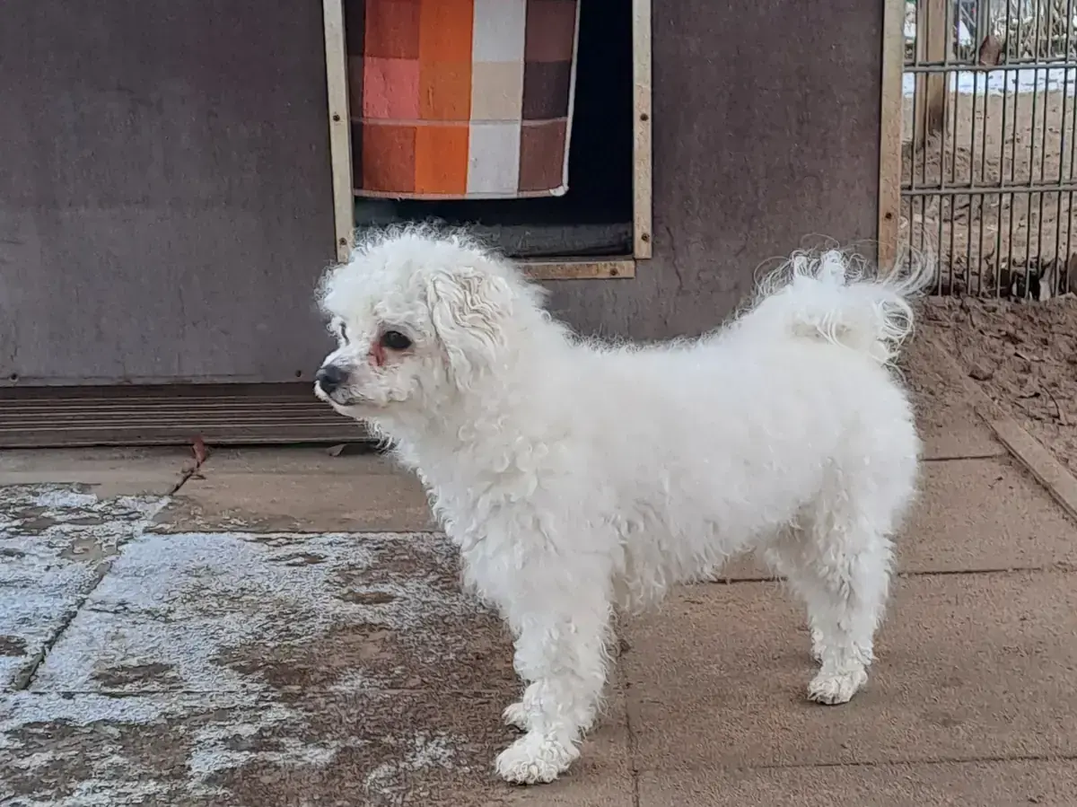 Bichon Frisé Nelly