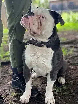 Englische Bulldogge Eddy