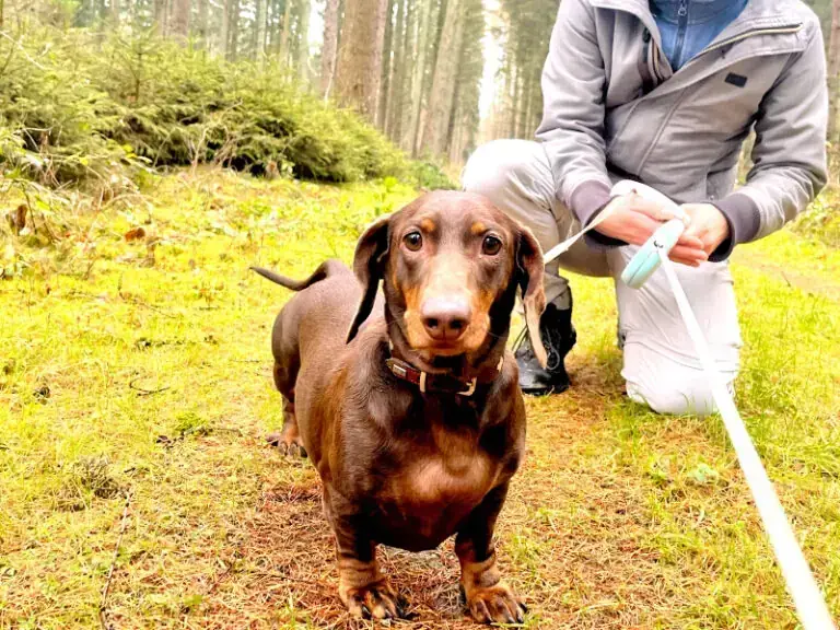 Rudi – Dackel – Bild 7