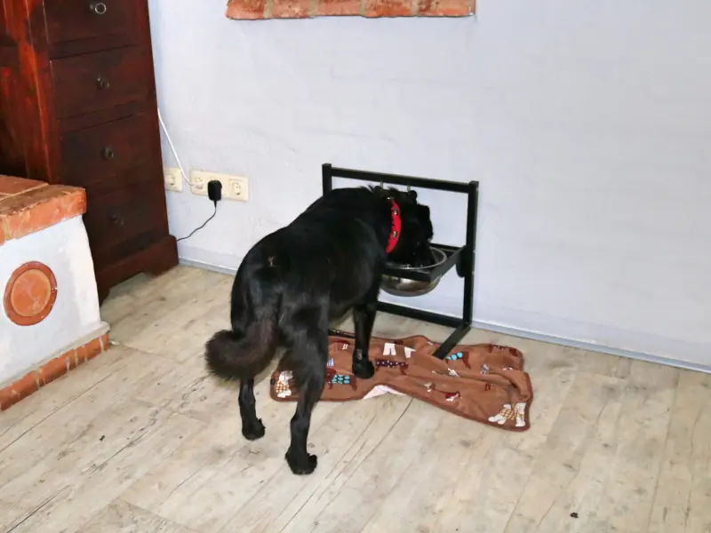 Pety -  - Bild 8