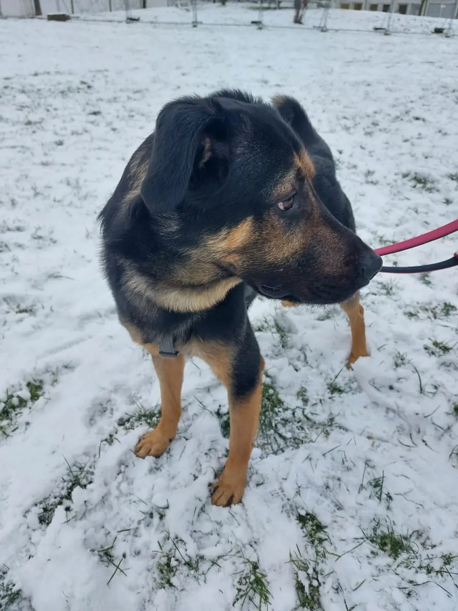 Baghira - Deutscher Schäferhund - Bild 3