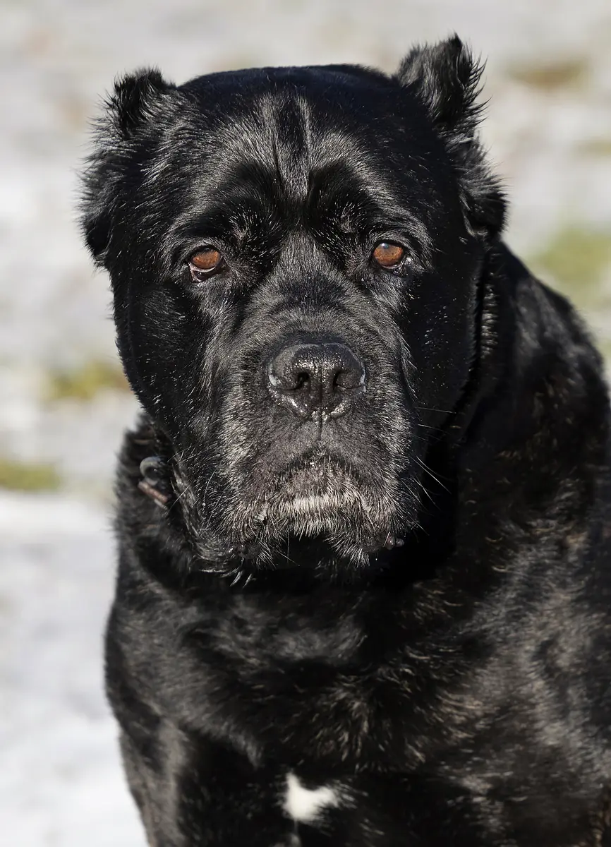 Yoshi - Cane Corso Italiano - Bild 2